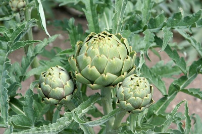 Artichokes