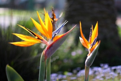 Bird Of Paradise