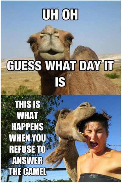 Camel, Again!