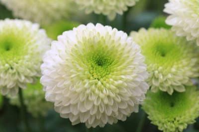 Chrysanthemum