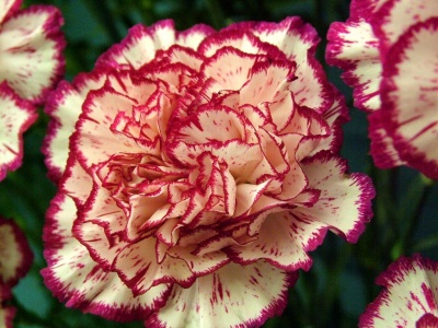 Dianthus (Carnations)