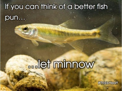 If You Can Think Of A Better Pun, Let Minnow