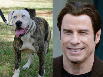 John Travolta Looks Like This Dog