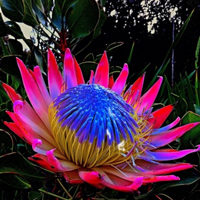 King Protea