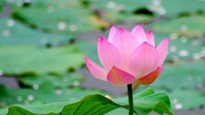 Lotus