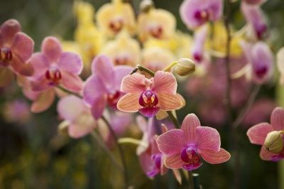 Orchids