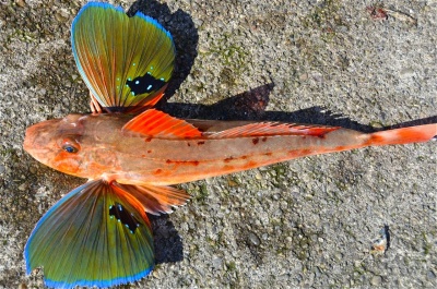 Sea Robin