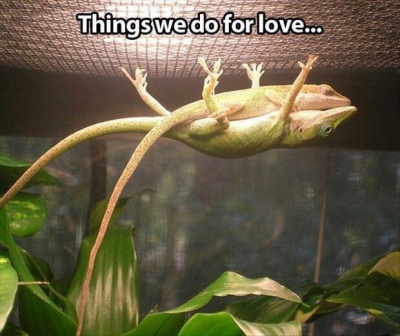 Things We Do For Love!