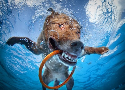 This Dog That Has Caught A Frisbee Ring Underwater