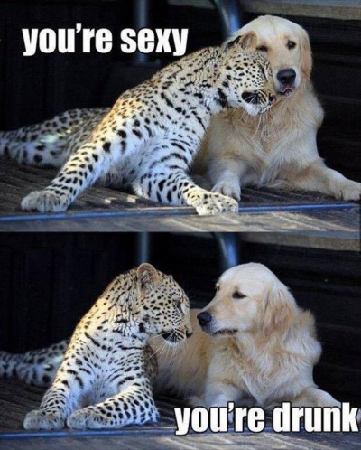 This Hilarious Dog And Leopard Meme