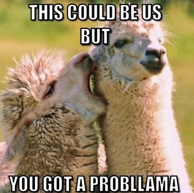 This Hilarious Llama Meme