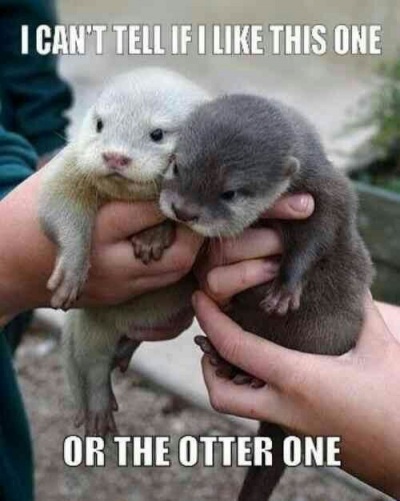 This One Or The Otter One