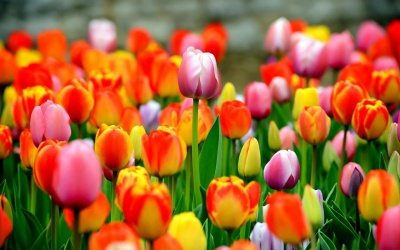 Tulips