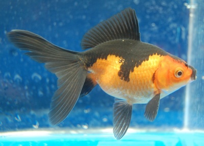 Why Is My Goldfish Turning Black?