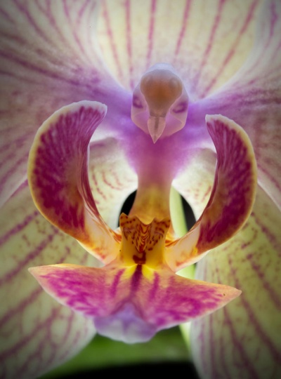 Moth Orchid