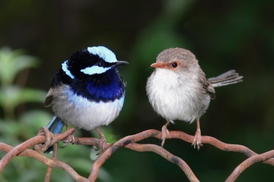 Superb Fairywren