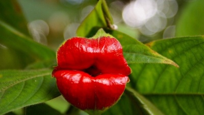 Hooker's Lips Flowers