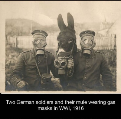 Picture of Soldiers and Their Mule Wearing a Gas Mask