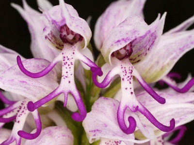 Naked Man Orchid