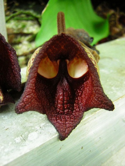 Darth Vader Orchid