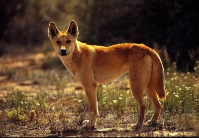 Australian Dingo