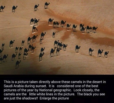 Shadows, Not Camels