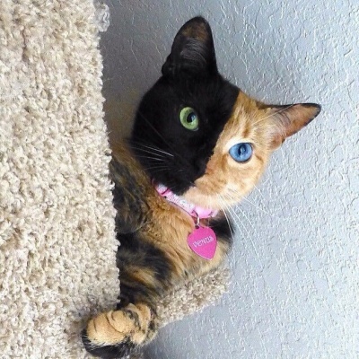 Venus the Two Faced Cat