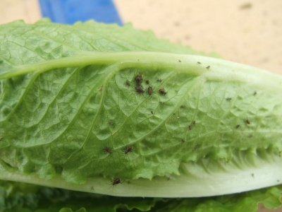 Lettuce Full of Bugs at Jimmy John's 