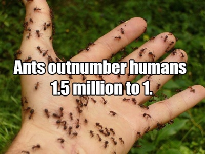 Ant Population