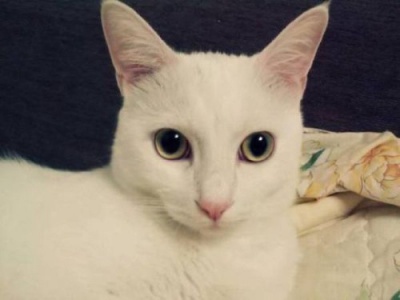 This Cat Picture