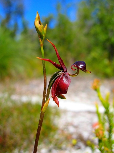 Flying Duck Orchid