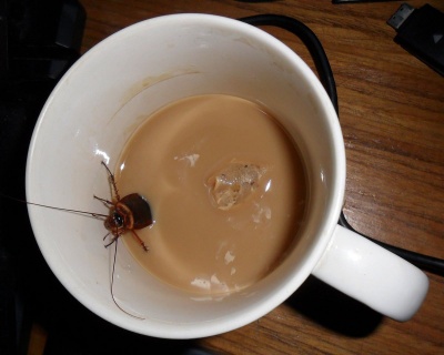 Cockroach Stuck in an Ice Tea Spigot at Western Steer Steakhouse