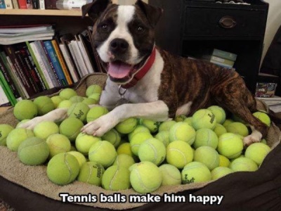 They Love Tennis Balls, Yay!