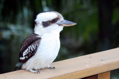 Kookaburra