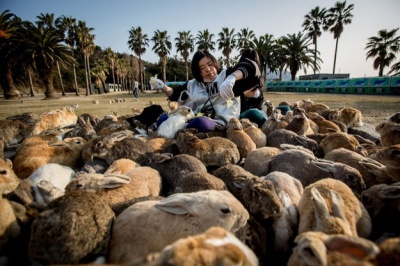 Rabbit Island, Japan