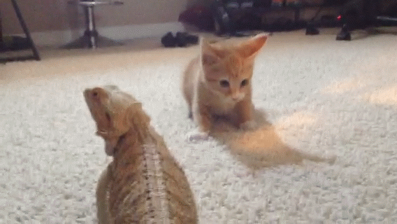 Cats make good teachers