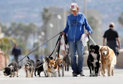 Professional Dog Walkers - Up to $50,000 a Year