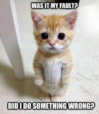 Cats need love