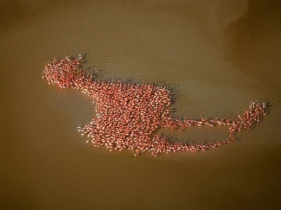 Flock of Flamingos Look like a Flamingo