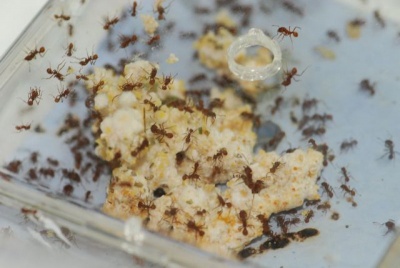 Get Rid of Ants with Corn Powder