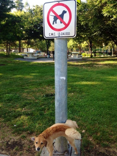 This Dog is a Rebel