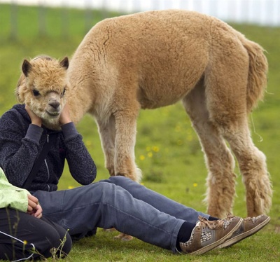 This Funny Alpaca Human