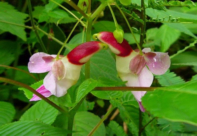 Parrot Flowers