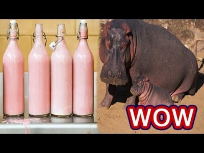 Hippopotamus Milk Looks Pink