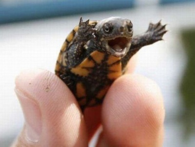 A Baby Turtle and a Can of Orange Soda