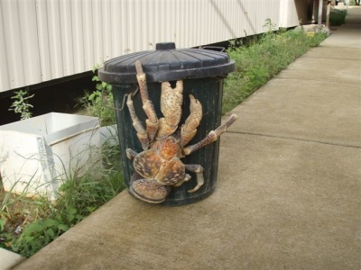 This Coconut Crab