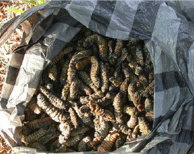 Mopane worms