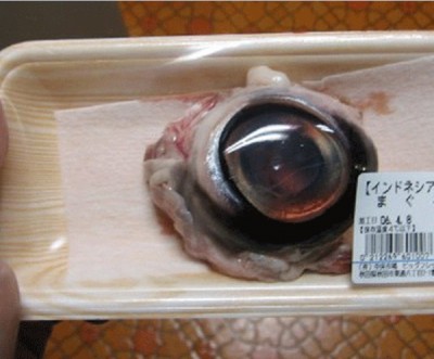 Tuna eyeball